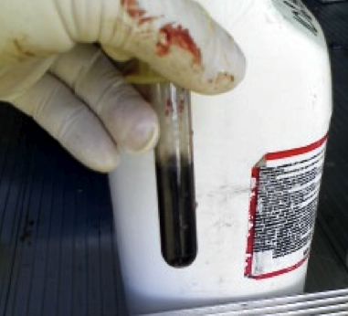 Image of discoloured collected bovine urine